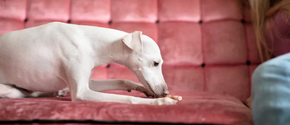 Pet Stain & Odor Cleaning